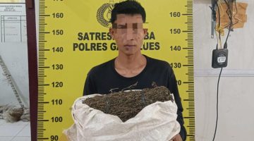 Satresnarkoba Polres Gayo Lues Amankan 957 Gram Ganja, Satu Pelaku Ditangkap Satu DPO